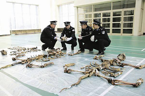 文玩|文玩圈的禁止品哪些？你有吗？大家不要碰！