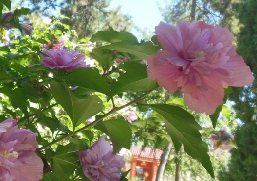 【运势】6月份起鲤鱼跃龙门，4属相运势大红大紫，顺风顺水，日子越来越富