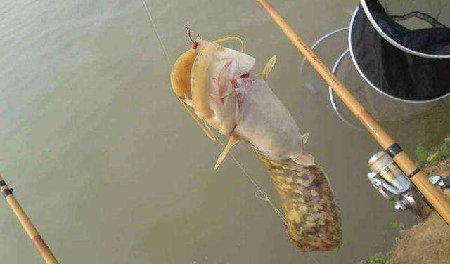 「」辟谣：鲶鱼是“垃圾鱼”肮脏不能吃？其实脏的不是鱼！