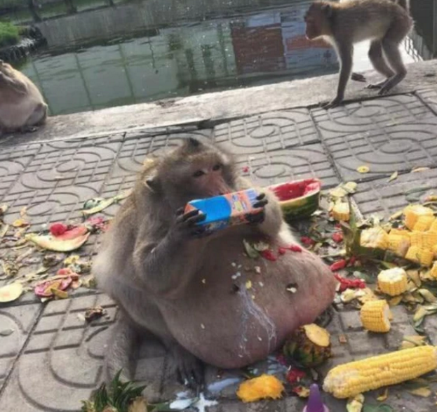 |它是动物园的猴子，被游客疯狂喂食物“胖成猪”，减肥后结果怎样