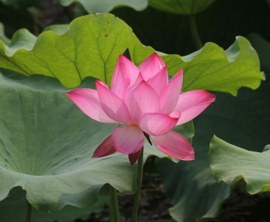 生肖|11月大展宏图,财神眷顾,八方来财,日子红火的3生肖!