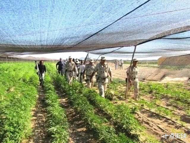 迈克·泰森▲泰森复出真为了1.4亿出场费?错!如今开大麻农场保底月入四百万