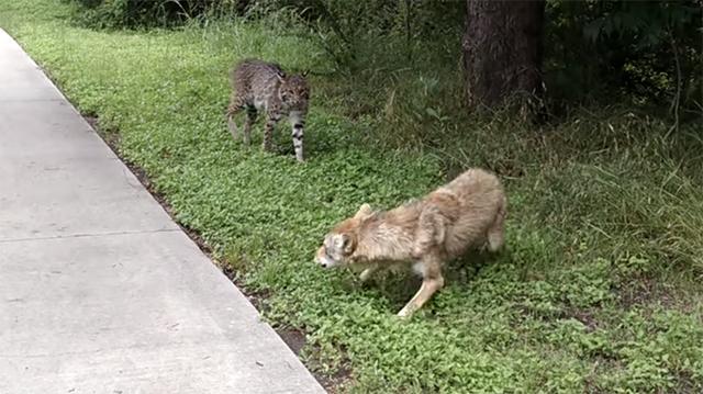 说来惭愧,同级别较量中,犬科动物总是输给了猫科
