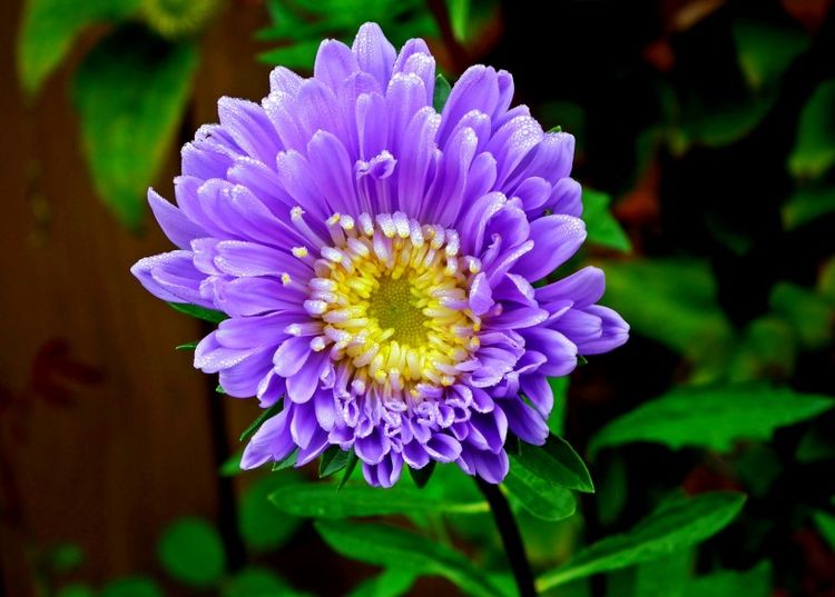 狮子座|八月份下旬，桃花绽放，邂逅良缘，爱情甜蜜的四大星座