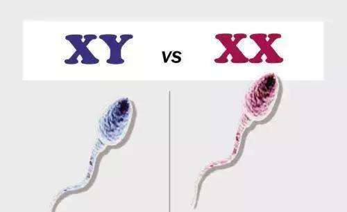 染色体|性别真的只有两种吗?