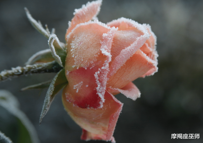 金牛座|11月，旧情戒不掉，回忆难忘怀，大胆放手去追，勇敢再次爱下去