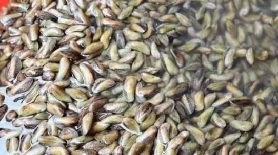 []五斤难吃到一两肉，南方人从小吃到大，北方却不认识