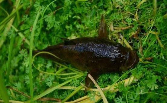 笋壳鱼|中国再有物种“凉凉”,从泛滥成灾到濒临灭绝,吃货:还有谁?