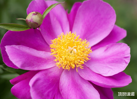 生肖|11月上旬，4属相事业运极佳，贵人助力，风生水起，喜讯不断