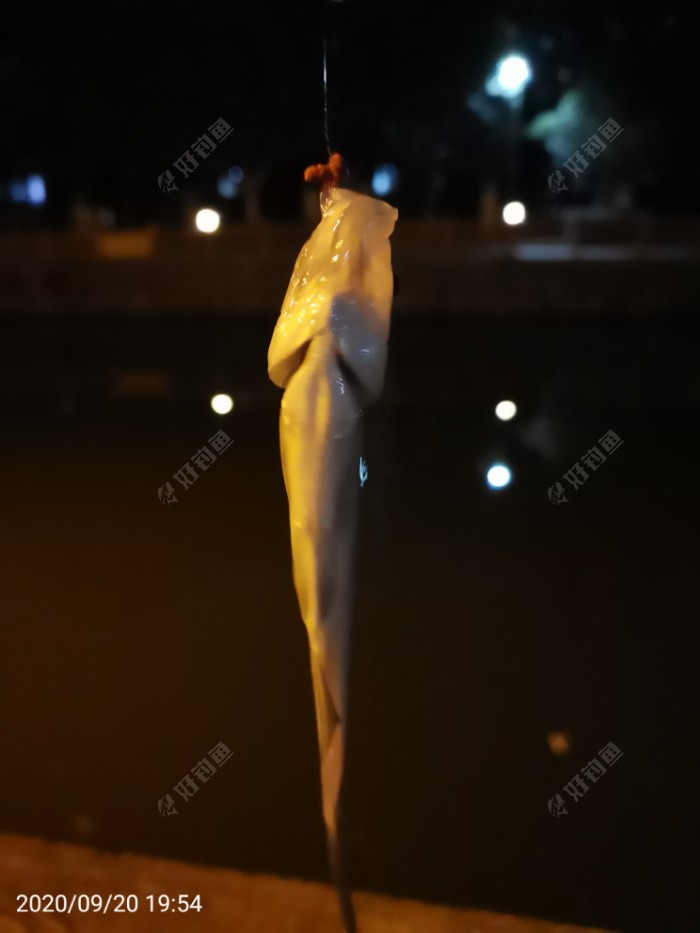 鲫鱼|夜钓鱼口很刁猾 耐心变换小爆护