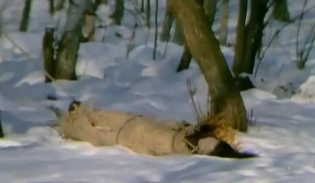 87版紅樓夢：鄧婕在冰天雪地中演王熙鳳之死，衣著單薄被凍暈-圖2
