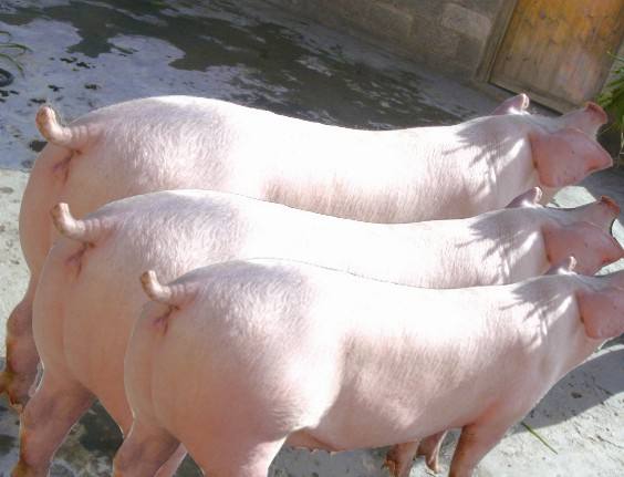 芯片|比芯片更难搞定，我国种猪也出现问题，一旦出事后果不堪设想