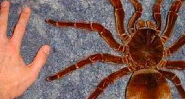 「蜘蛛」生物学家在亚马逊发现世界最大蜘蛛，体型如小狗大小，超过30公分