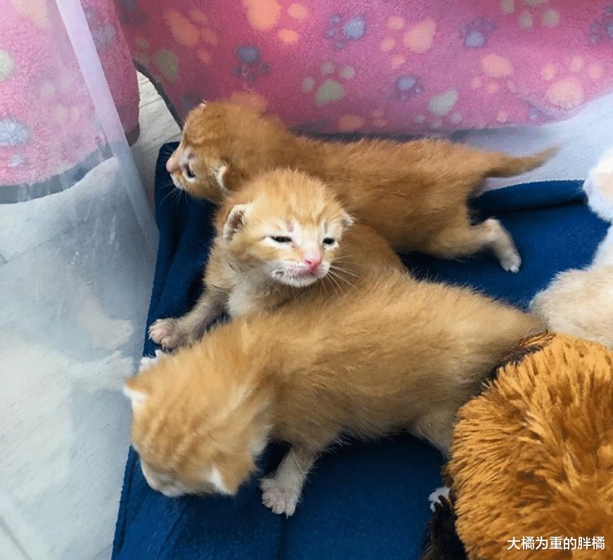 橘猫身患重病已无希望，本会被安乐死，却再坚持了5天照顾4只小猫