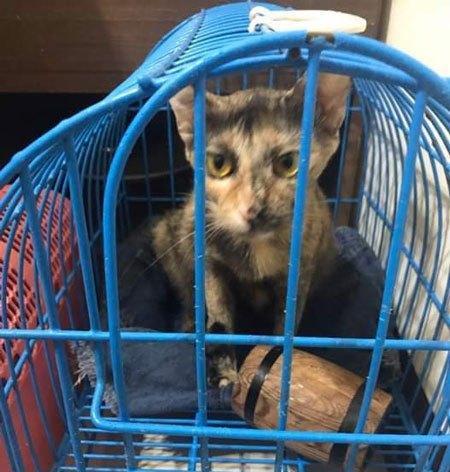 天冷男子胯下长出2窝小奶猫，网友羡慕“有种母鸡孵小鸡的感觉”