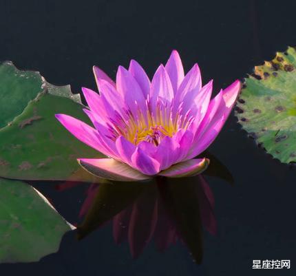 |哪些日子出生的人，做事有原则，交流能力强，能得他人喜爱和认可