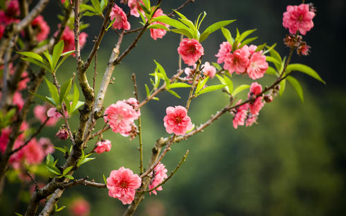 『』4月下旬，微风拂面，桃花盛开，与前任消除误会冰释前嫌的星座