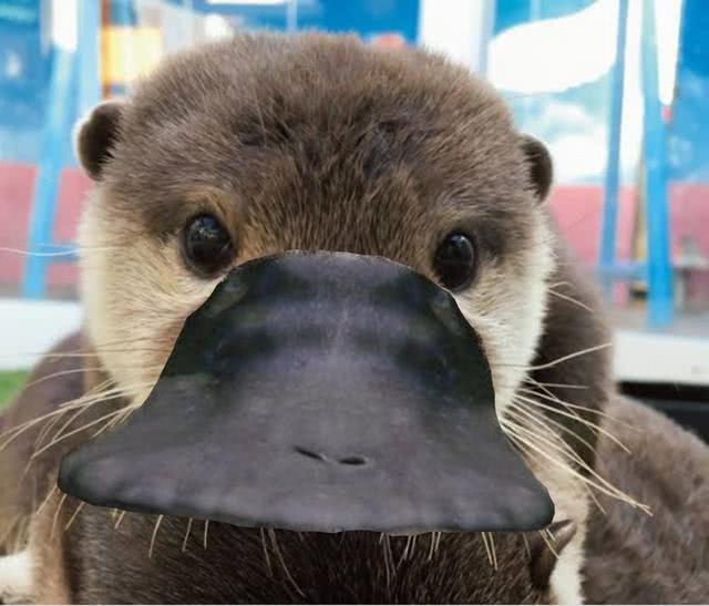 恒星|会下蛋会哺乳的鸭嘴兽，杂糅多物种特征：谁说我的嘴巴是假的？