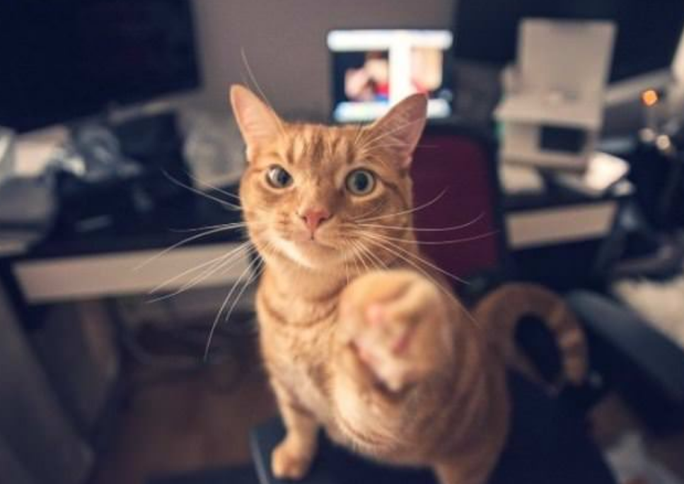 千万别惹会“猫拳”的猫，你会被打，即使你不怂，也别惹这4类猫