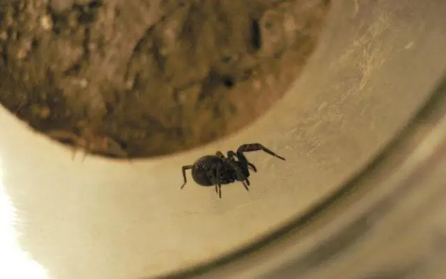 「蜘蛛」细数全世界十大剧毒的动物! 第一很艳丽, 第九却是难得的美食