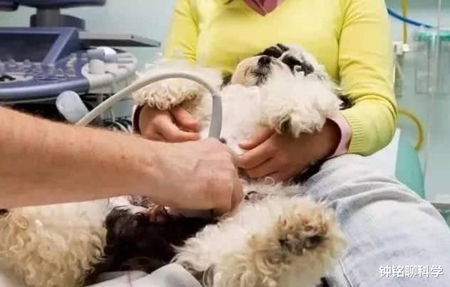 #火星#自然界中，为什么哺乳动物的生殖系统都是长在两腿之间？