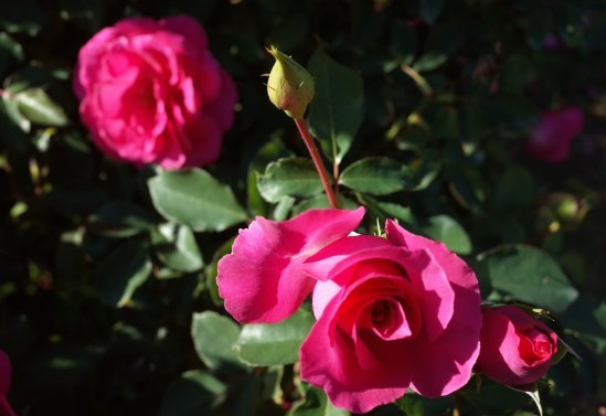 万事如意|未来一周运气旺,4属相桃花越来越旺,好运连连,万事如意