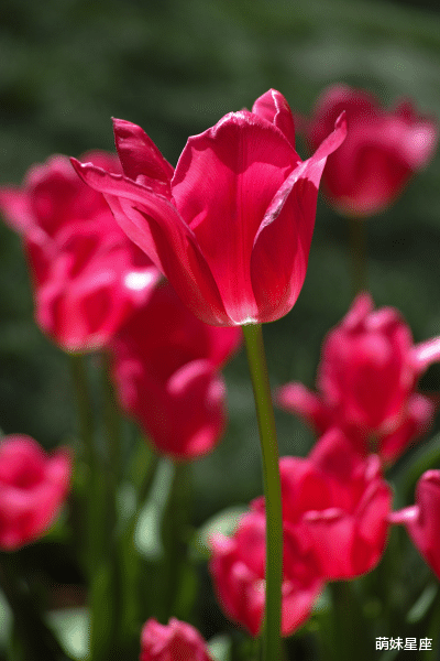 处女座|11月，花开初夏，厄运统统退散，事业爱情双丰收的4大星座