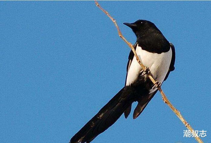 『』6月28号惹不起，官运亨通，穷运到头，让人高攀不上的生肖