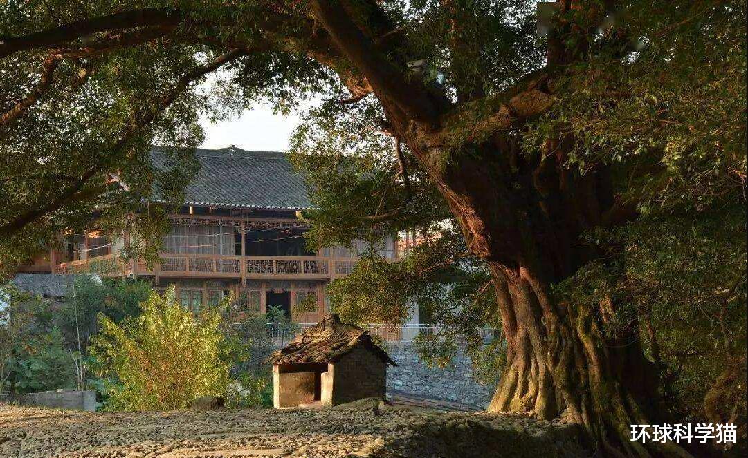 ：“换花草”到底是什么？为何有人说它可以决定生男生女？