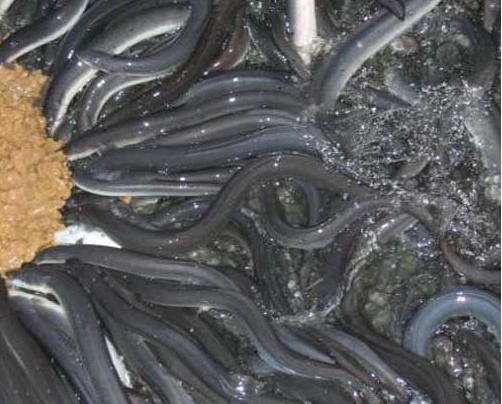 美国|美国学者怒斥：这玩意儿在美国1斤15000，在中国却是100块包邮