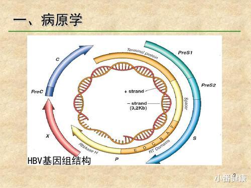 孟加拉虎|乙肝干预生命周期前景，ERGIC-53凝集素，望成为细胞靶点