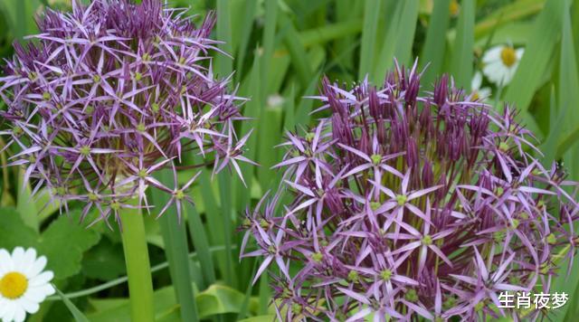 「双子座」5月，缘分再起，旧情人回归，3生肖声泪俱下，爱意浓浓，相爱到底