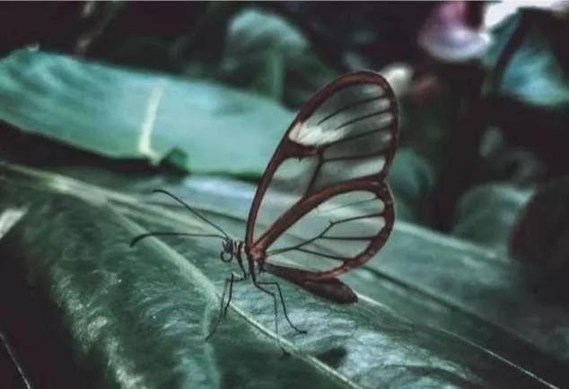 |一组不可思议的照片,证明你对这个世界一无所知