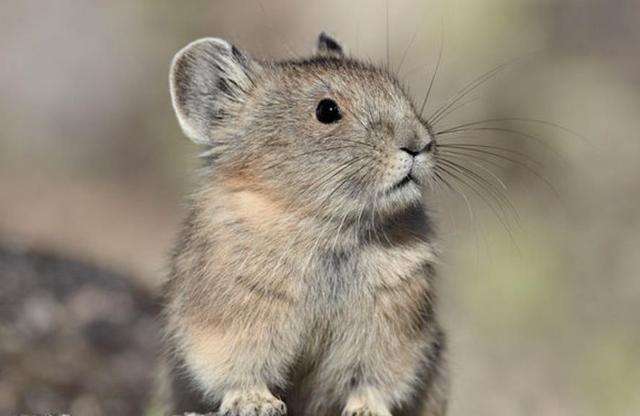 新疆维吾尔自治区|地球危险了？新疆出现消失20年的生物，学者：我们应该重视起来了