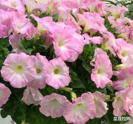 @哪3个月出生的人，脑里有才，心中不慌，智商情商高，事业生意强