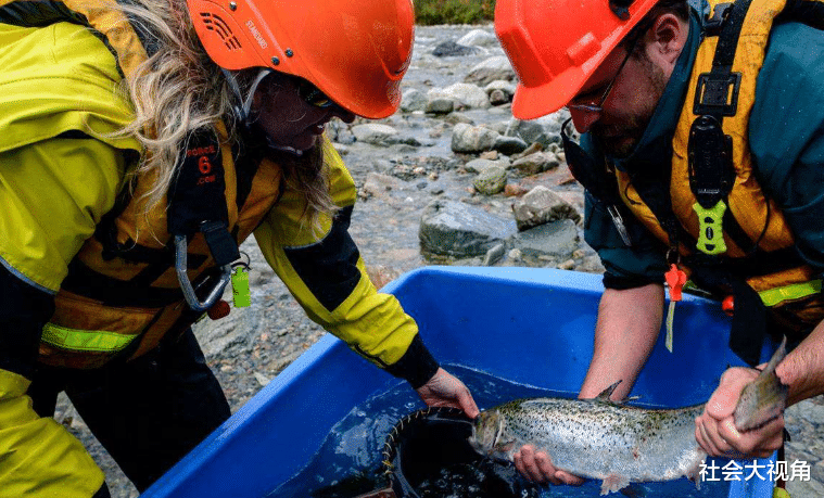 【三文鱼】加拿大首例感染者来自美国，冷藏三文鱼出口：将病毒空运到海鲜市场？