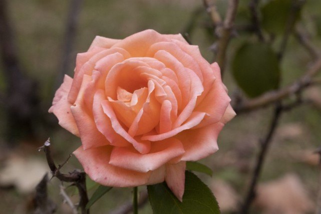 生肖:四大生肖得月老牵线搭桥,7月份之内,巧遇今生良缘,顺利脱单