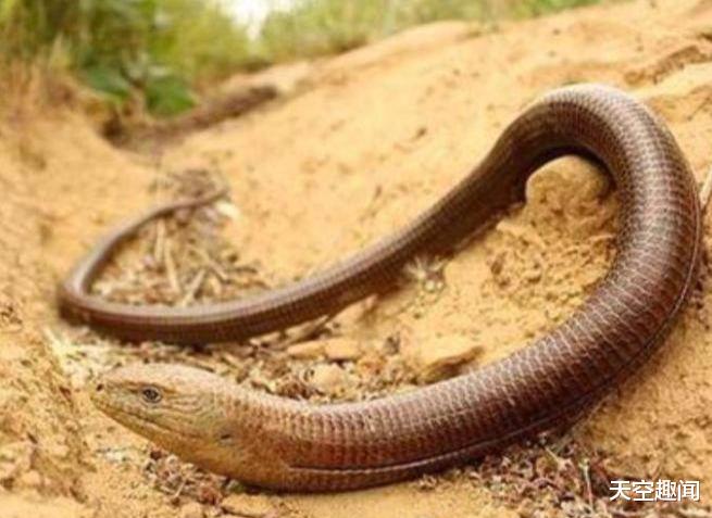 「」?和蛇一模一样，但却不是蛇的，被称为自然界战五渣