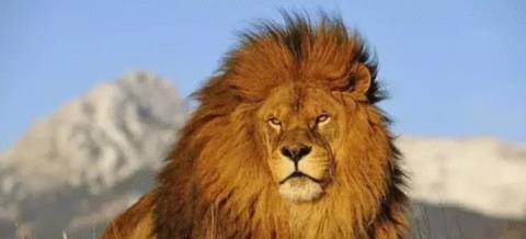 #狮子#世界上最凶猛最珍贵动物, 全球不到120只, 中国没有1只
