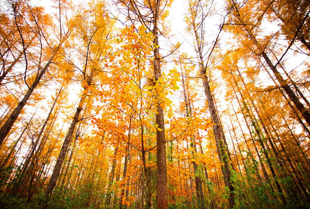 大学|2020中国大学200强名单：你的学校排名多少？考生可收藏