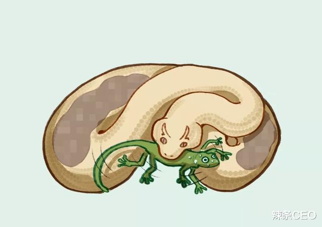 蟒蛇|遭遇蟒蛇被蛇吞时，一把锋利的匕首能自救？高压气瓶匕首一刀干死