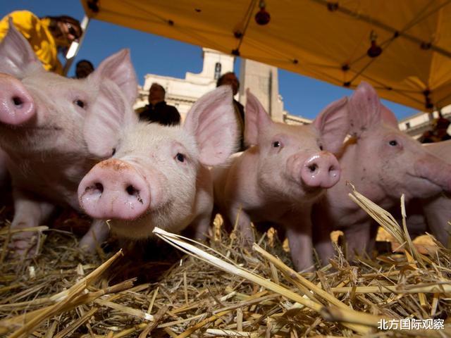 好消息！中國市場供應恢復，豬肉價格19個月首降，將減少進口美豬-圖2