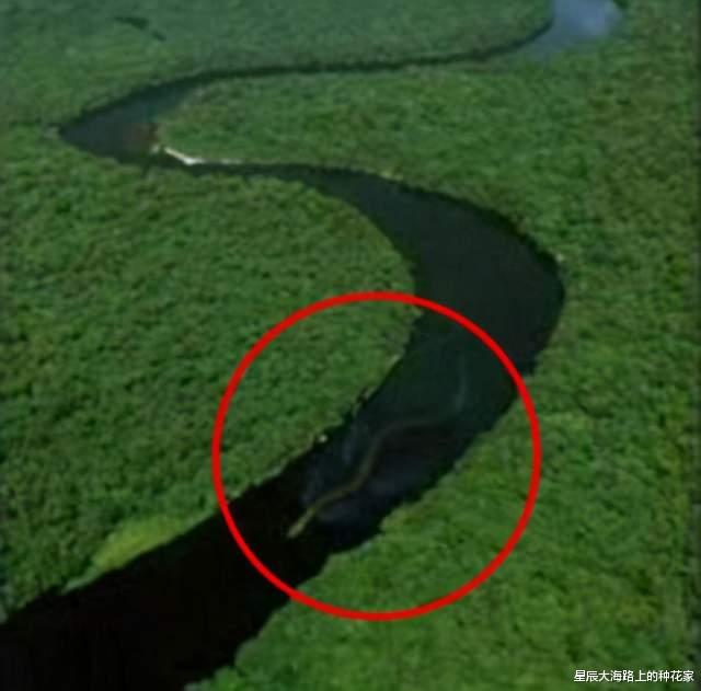 婆罗洲|世界上最大的蛇到底有多长？会超过30米吗？答案超越认知！