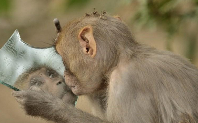 「科学家」为什么动物照镜子认不出自己，人类却可以？