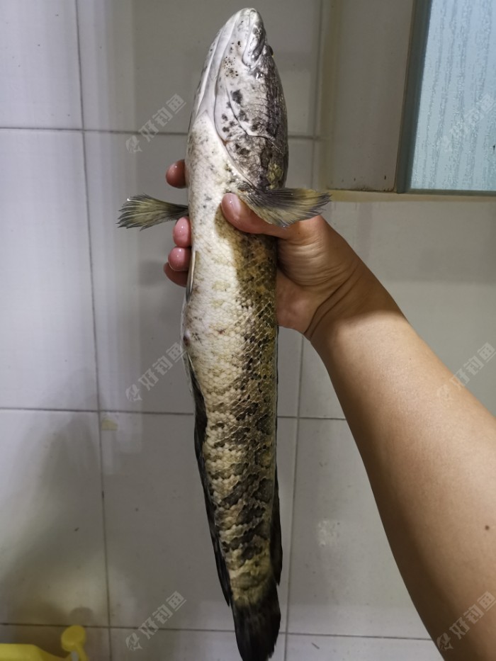 黑鱼|传统钓技巧（2）垂钓大黑