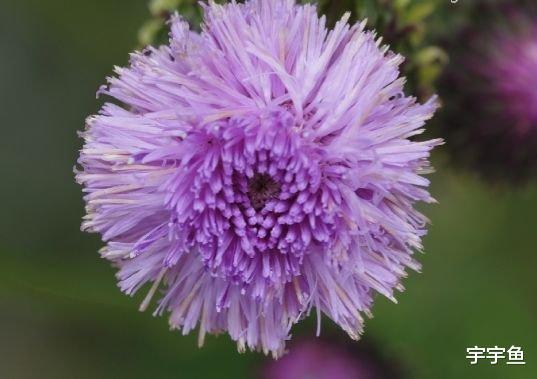 吉星|从九月初开始，4属相吉星照耀，事业飞黄腾达，生活吉祥如意