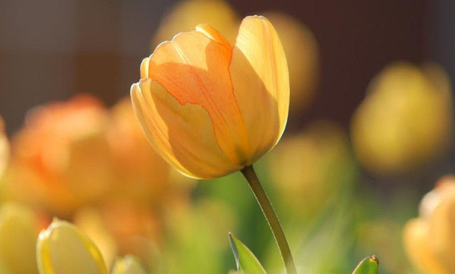 『生肖』6月想不发财都难，事业风生水起，财运大涨，容易大富大贵的生肖