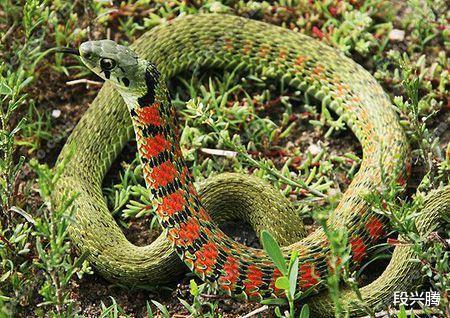 @一种头上长有类似于公鸡肉冠的蛇类，大自然中真有这样的蛇吗？