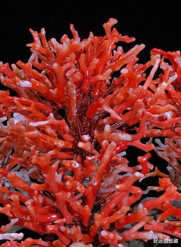 钱币|虚假的美丽！真假红珊瑚，您分得清吗？