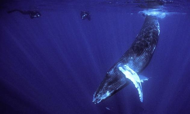 [科学家]人类能够潜至1万米海底吗？科学家：海底的东西足够吓退人类